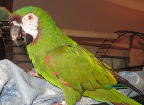 femalesevere macaw