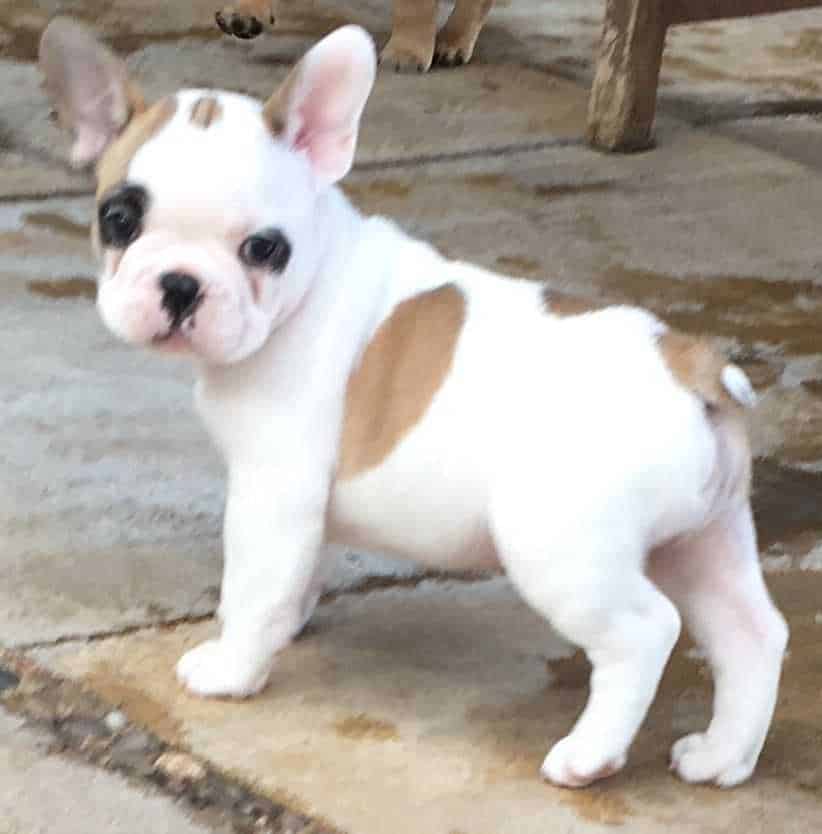 kc-registered-red-sable-french-bulldogs-5908444e21807