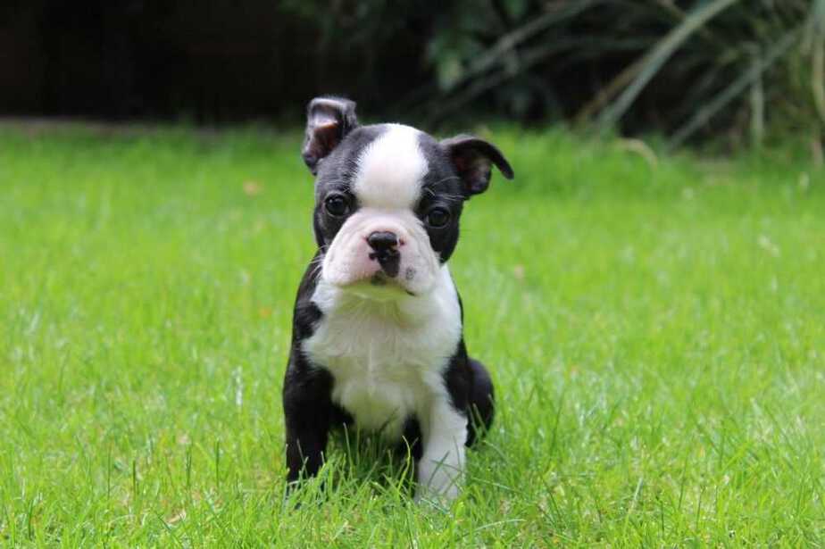 beautiful-boston-terrier-puppies-for-sale-5b0dbf614cc93