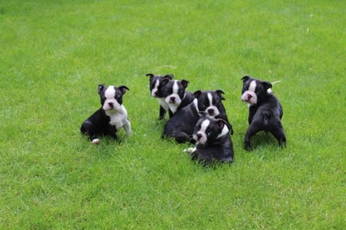 beautiful-boston-terrier-puppies-for-sale-5b0dbe6433c61