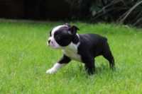 beautiful-boston-terrier-puppies-for-sale-5b0dbfaa8271f