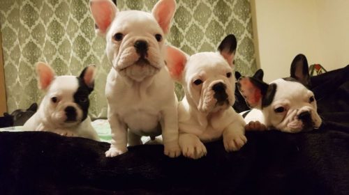 5-qualitykc-french-bulldog-puppies-ready-now-5c28d9e141f01
