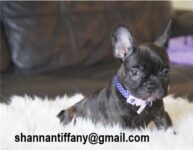 french bulldog puppy picture 6be203f6 7dfe 4a5c 97ba 911df4a7df51